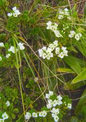 Veronica macrantha var. macrantha. Habit. Mt Wilberg, Westland.
 Image: P.J. Garnock-Jones © Te Papa CC-BY-NC 3.0 NZ